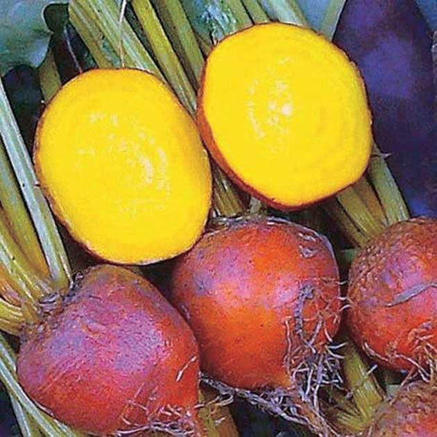 An image of the plant grown with seed for Boldor Beet Seeds - Heirloom Yellow Beets with Sweet Flavor, Perfect for Juicing & Roasting, Retains Color When Cooked, Non-GMO