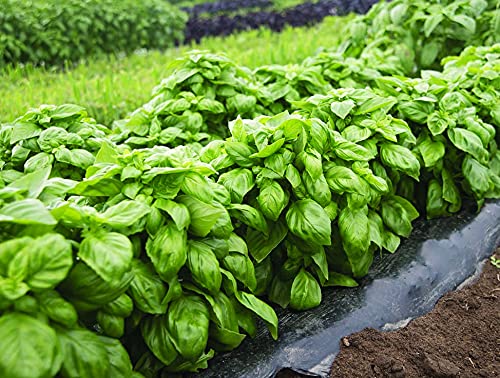 An image of the plant grown with seed for Everleaf Genovese Basil Seeds - Aromatic Italian Heirloom Variety, Ideal for Cooking, Slow to Bolt, Compact Growth, Perfect for Pesto and Sauces
