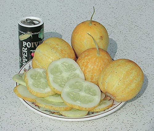 An image of the plant grown with seed for Heirloom Lemon Apple Cucumber Seeds - Striking Yellow, Crisp & Sweet Flavor, Ideal for Fresh Salads, Vine-Growth, Non-GMO