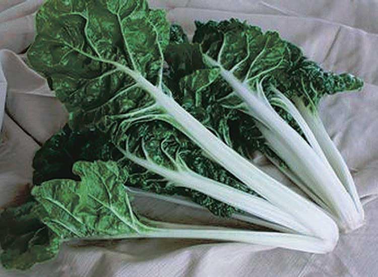 An image of the plant grown with seed for Swiss Chard Silverado Seeds - Lush, Savoyed Dark Green Leaves with Broad White Stems, Perfect for Salads & Sautes, Slow Bolting Variety