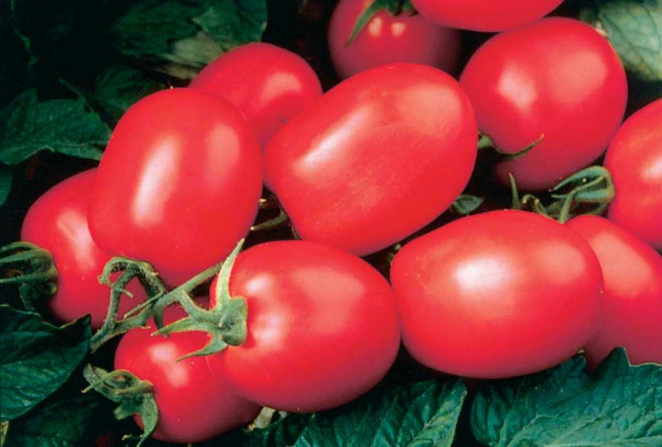 An image of the plant grown with seed for Health Kick Tomato Seeds - Plum-Shaped Saladette Tomatoes, Rich Flavor, High Yield, Determinate Growth, Ideal for Health-Conscious Gardeners