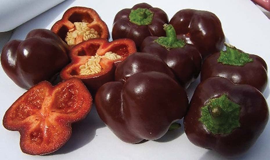 An image of the plant grown with seed for Chocolate Bell Pepper Seeds - Exotic Cola-Red Color, Early Ripening, Ultra-Sweet Flavor, Ideal for Cold Climates & Salad Enthusiasts, Non-GMO