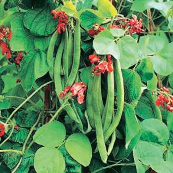 An image of the plant grown with seed for Scarlet Runner Bean Seeds - Vibrant Red Flowers, Climbing Growth, Ideal for Trellises and Fences, Great Fresh or Cooked