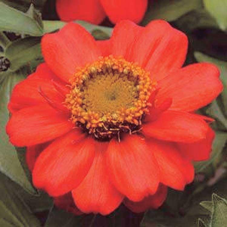 An image of the plant grown with seed for Zinnia Zahara Scarlet Seeds - Vibrant Red Blooms, Perfect for Heat and Drought Resistance, Ideal for All Gardeners