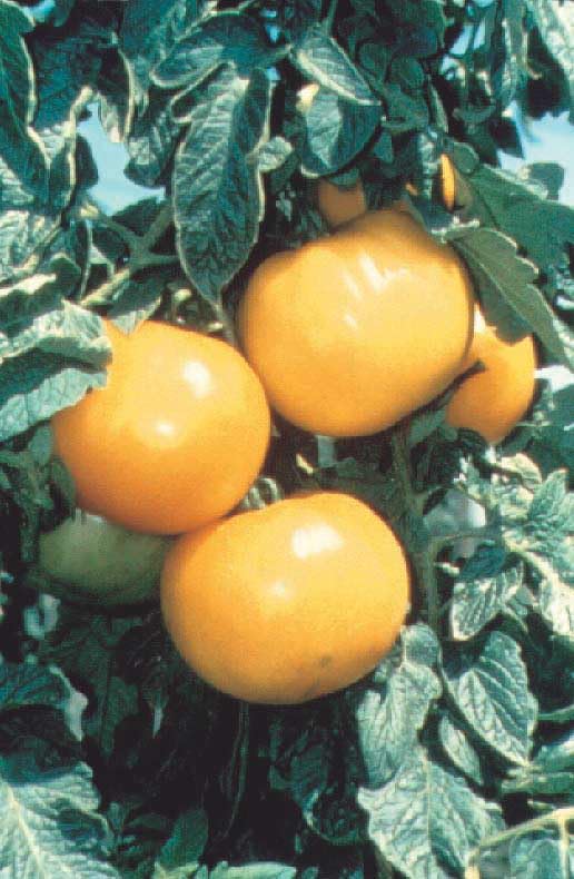 An image of the plant grown with seed for Lemon Boy Tomato Seeds - Low Acid, Bush-Type, Early Yellow Variety, Perfect for Fresh Eating, Home Gardens, and Chefs