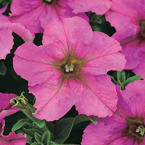 An image of the plant grown with seed for Petunia Twilight Seeds - Elegant Large Blooms with Vibrant Hues, Perfect for Baskets, Pots, and Planters, Hardy & Resilient
