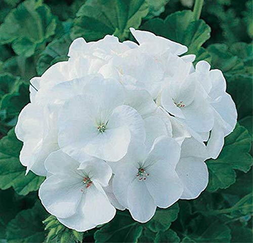 An image of the plant grown with seed for Maverick White Geranium Seeds - Large Early Flowers, Perfect for Brightening Garden Spaces, Robust & Easy to Grow