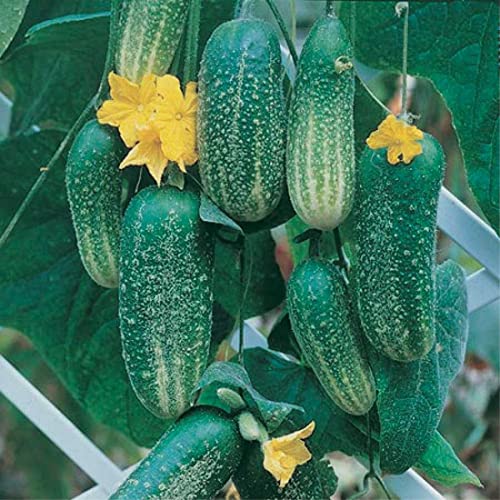 An image of the plant grown with seed for Cool Breeze Cucumber Seeds - Early-Harvest, All-Female Flowers, Perfect for Pickling and Fresh Salads, European-Type with Unique Texture, Vine Growth