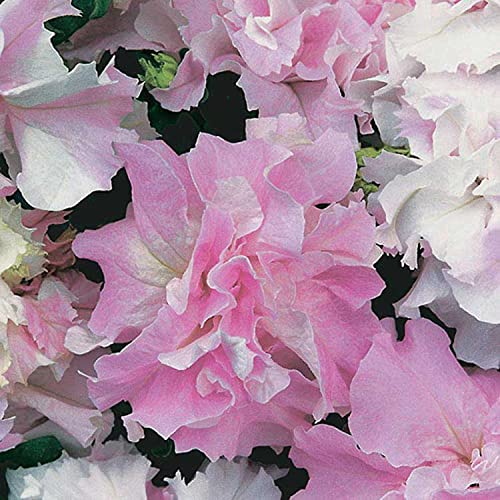 An image of the plant grown with seed for Petunia Orchid Mist Grandiflora Seeds - Elegant Soft Orchid-Pink, Ideal for Borders & Containers, Hardy & Prolific Bloomer