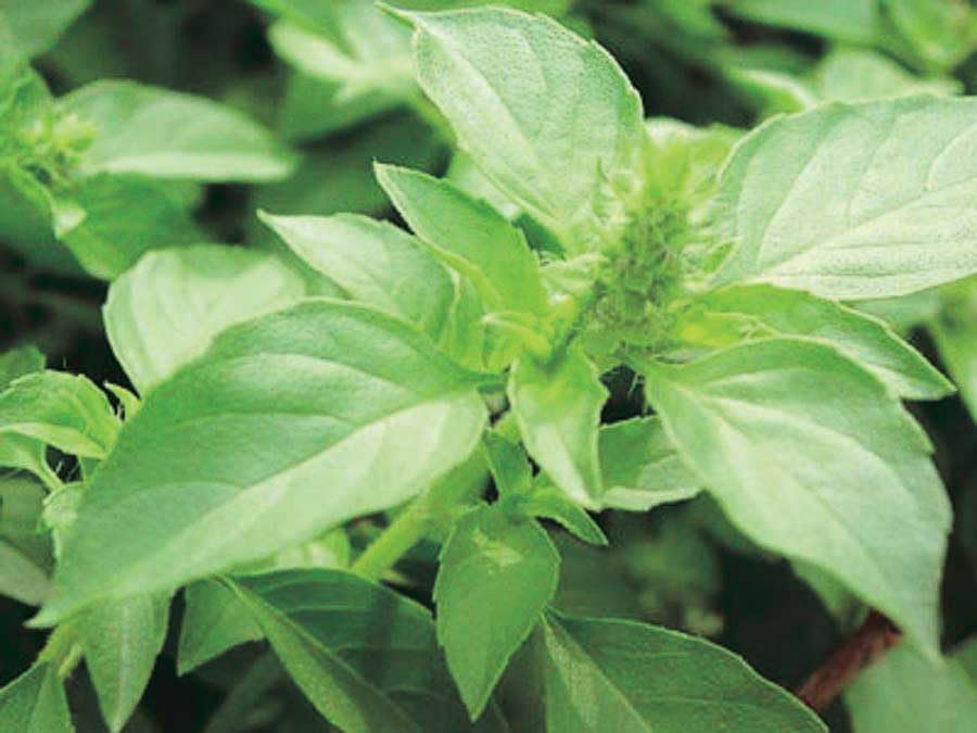 An image of the plant grown with seed for Holy Basil Seeds - Sacred Herb from India, Aromatic with Medicinal Qualities, Stress-Relief & Immune Booster, Easy to Grow