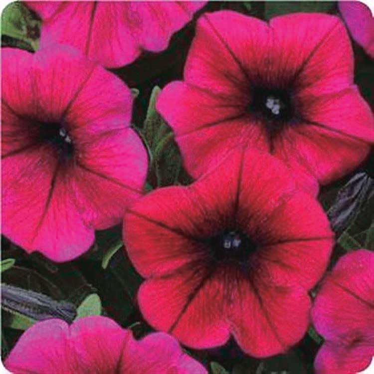 An image of the plant grown with seed for Shock Wave Deep Purple Petunia Seeds - Compact, Self-Cleaning Flowers, Perfect for Containers and Small Gardens, Hardy & Re-Flowering