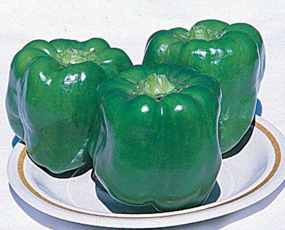An image of the plant grown with seed for Early Prolific Sweet Pepper Seeds - Quick Growing, 3-Lobed Fruits, Mild Flavor, Ideal for Salads & Cooking, Non-GMO