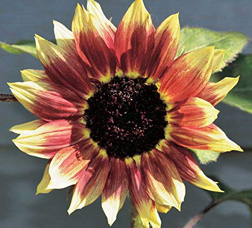 An image of the plant grown with seed for Sunflower Florenza Seeds - Vibrant Rusty Rings with Light Yellow Tips, Ideal for Cut Flowers and Decoration, Grows up to 4 Ft Tall