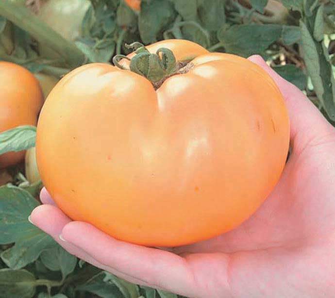 An image of the plant grown with seed for Carolina Gold Tomato Seeds - Low Acid, Golden-Yellow Fruits, High Lycopene, Sweet & Meaty, Perfect for Salads & Cooking, Determinate Bush Type