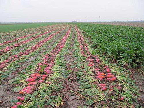 An image of the plant grown with seed for Red Mammoth Mangel Beet Seeds - Juicy & Sweet Giant Beets, Ideal for Animal Fodder and Human Consumption, Thrives in Sandy Soil, Non-GMO