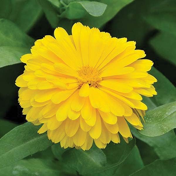An image of the plant grown with seed for Calendula Candy Man Yellow Seeds - Bright Yellow Blossoms, Ideal for Garden Borders and Herbal Uses, Attracts Pollinators, Easy to Grow