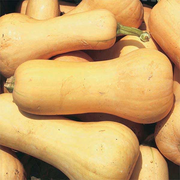An image of the plant grown with seed for Frisco Butternut Squash Seeds - Ideal for Italian Risottos & Soups, Thick Neck for Easy Peeling, Sweet Orange Flesh, Excellent Winter Storage