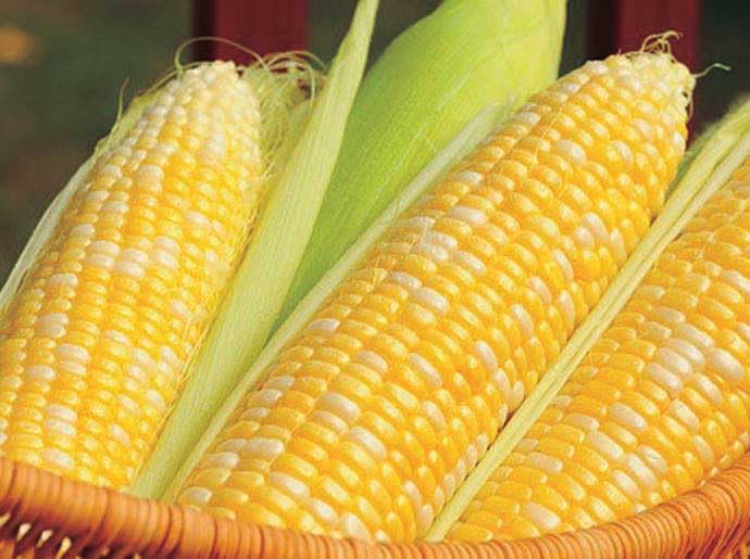 An image of the plant grown with seed for Corn Sweetness Bi SH2 Seeds - Bi-Color, Ultra-Sweet and Crunchy, Perfect for Grilling and Boiling, Cold Soil Vigor, Long Shelf Life, Non-GMO