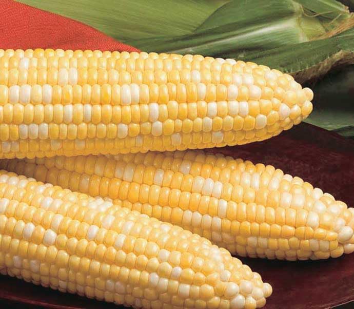 An image of the plant grown with seed for Corn Trinity Bi-Color Seeds - Sugar Enhanced Flavor, Creamy Tender-Crisp Kernels, Bright Yellow & Pearly-White, Great for Grilling & Salads