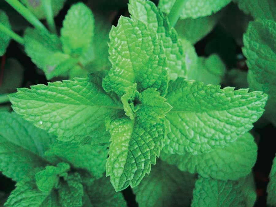 An image of the plant grown with seed for Peppermint Seeds (Mentha piperita) - Aromatic & Versatile Herb, Perfect for Teas and Culinary Uses, Attracts Pollinators, Repels Pests, Perennial Plant