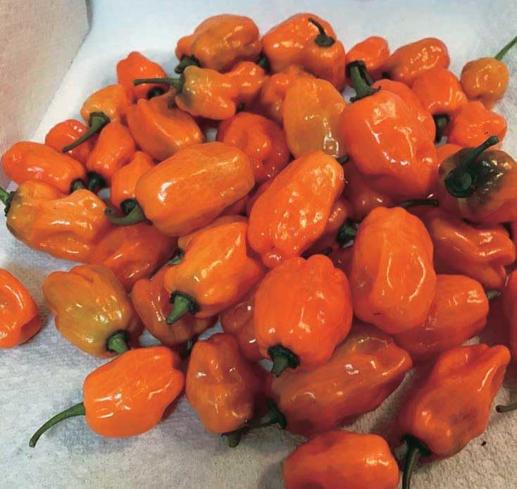 An image of the plant grown with seed for Helios Hybrid Habanero Pepper Seeds - Early Maturing, Medium to Large, Slightly Sweet & Extremely Hot, Perfect for Spicy Dishes