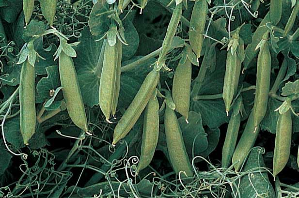 An image of the plant grown with seed for Sugar Lace Pea Seeds - Stringless Pods, Upright Self-Supporting Growth, Hearty & Delicious, Non-GMO, Perfect for Fresh Eating & Markets