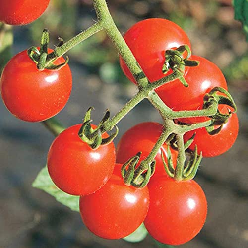 An image of the plant grown with seed for Jasper Cherry Tomato Hybrid Seeds - 2013 AAS Vegetable Award Winner, Deliciously Sweet, Vigorous Growth, Fusarium Resistant