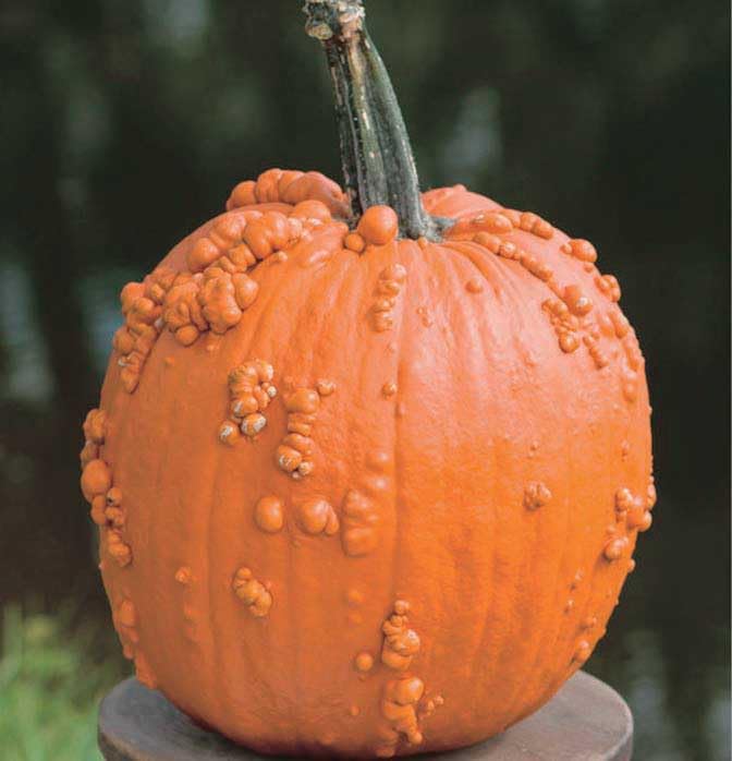 An image of the plant grown with seed for Knuckle Head Hybrid Pumpkin Seeds - Super Freak Series, Ghostly Distorted Appearance, Ideal for Halloween Decorations & Festive Crafts, Non-GMO, Perfectly Sized for Carving