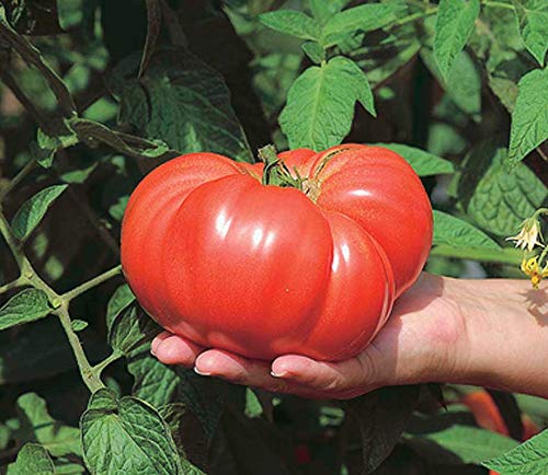 An image of the plant grown with seed for Heirloom Brandywine Tomato Seeds - Large Pink-Red Fruits with Creamy Aftertaste, Perfect for Hearty Sandwiches and Salads, Non-GMO, Staking Type