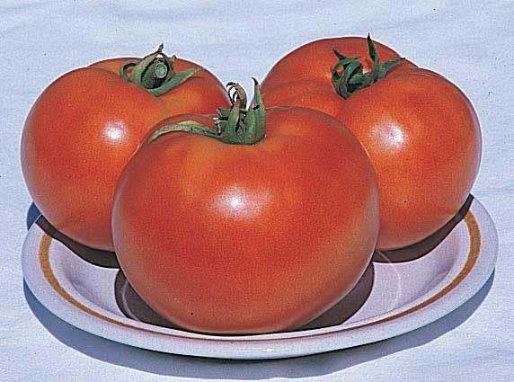 An image of the plant grown with seed for Charlie's Red Tomato Seeds - Large, Smooth-Skinned, & Prolific, Perfect for Juicy Slicers, Non-GMO, Staking Type