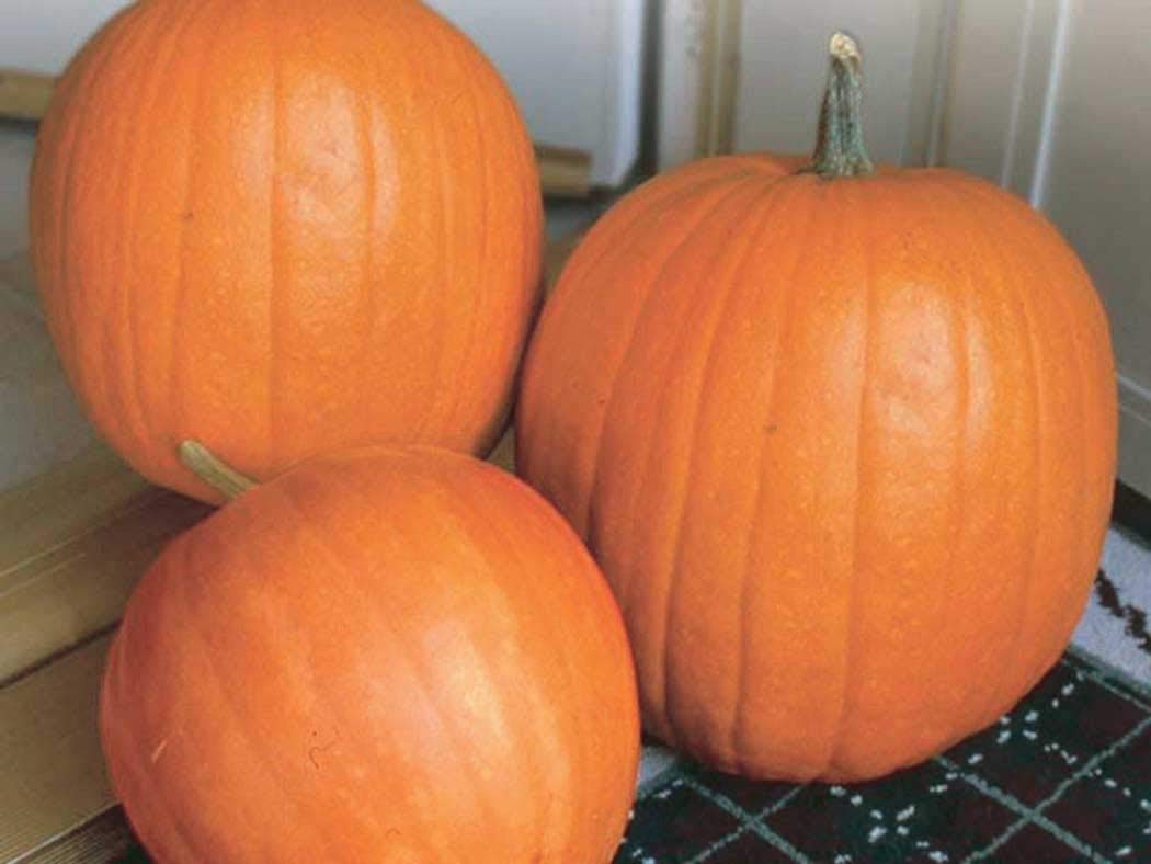 An image of the plant grown with seed for Big Max Pumpkin Seeds - Grow Giant Pumpkins up to 100lbs, Ideal for Pies and Jack-O-Lanterns, Non-GMO & Bright Orange Flesh