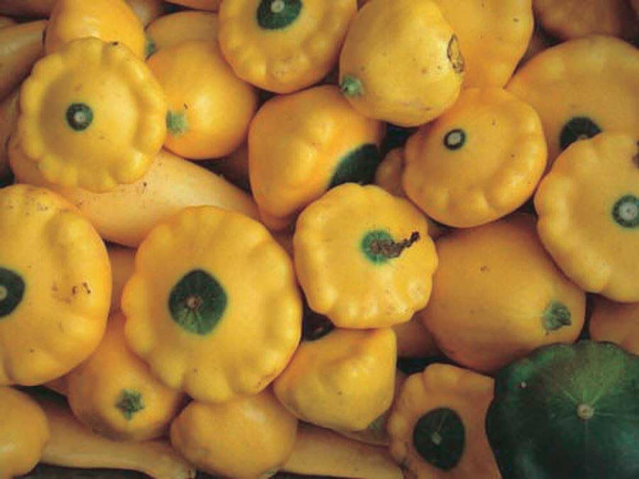 An image of the plant grown with seed for Sunburst Squash Scallop Patty Pan Seeds - Vibrant Yellow with Green Pattern, Delicious Buttery Flavor, Bush-Type Growth, Ideal for Small Gardens & Ornamental Use, Non-GMO