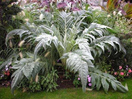 An image of the plant grown with seed for Cynara Cardoon Vegetable Seeds - Architectural Splendor with Prickly Gray-Green Leaves, Ideal for Soups and Stews, Non-GMO, Perfect to Elevate Garden Aesthetics
