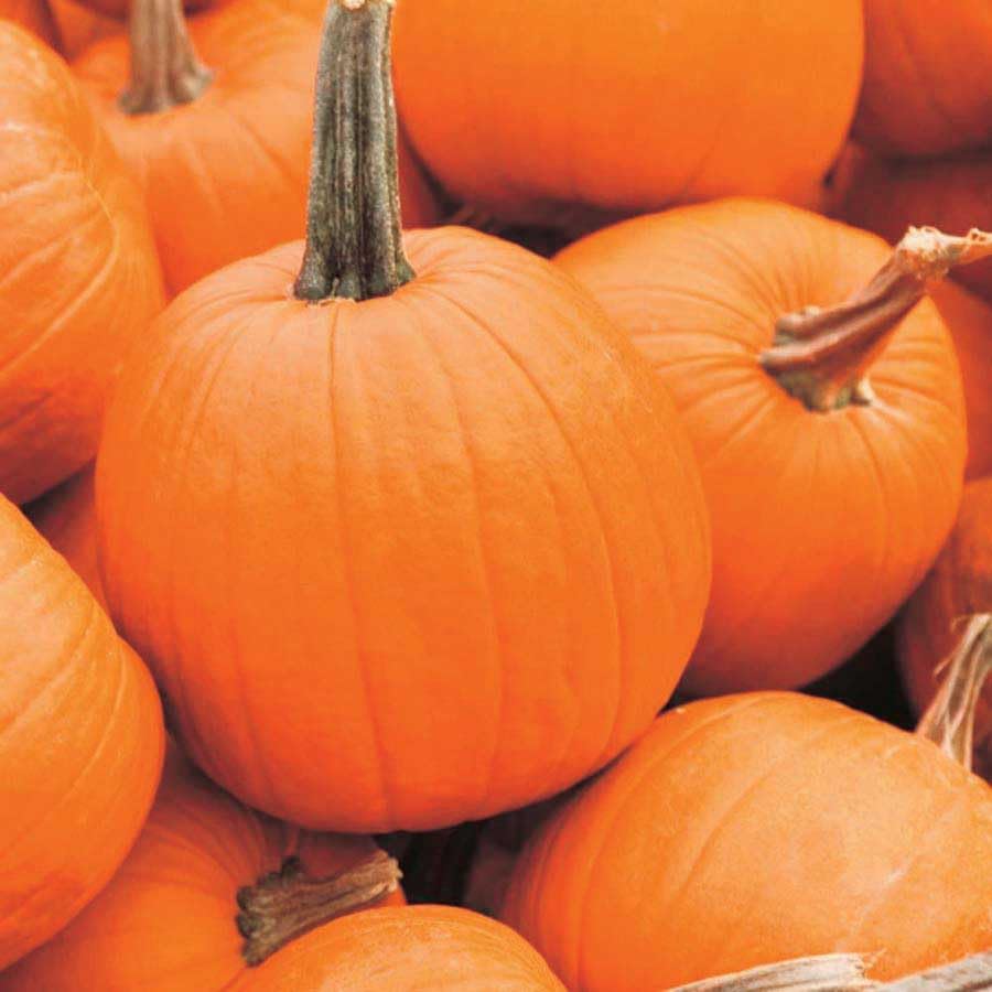 An image of the plant grown with seed for Jack of All Trades Pumpkin Seeds - Ideal for Carving, Bright Orange, Perfect for Pies & Soups, Non-GMO