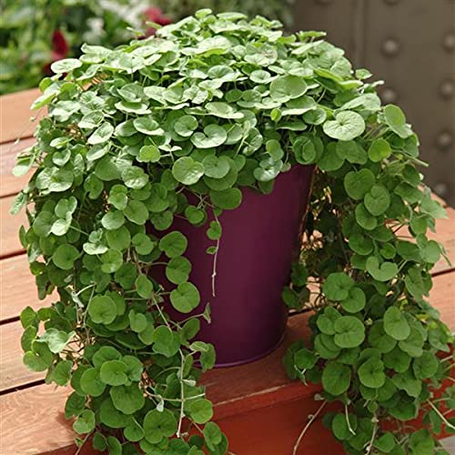 An image of the plant grown with seed for Dichondra Emerald Falls Seeds - Lush Green, Compact & Cascading, Ideal for Containers and Groundcovers, Easy to Grow