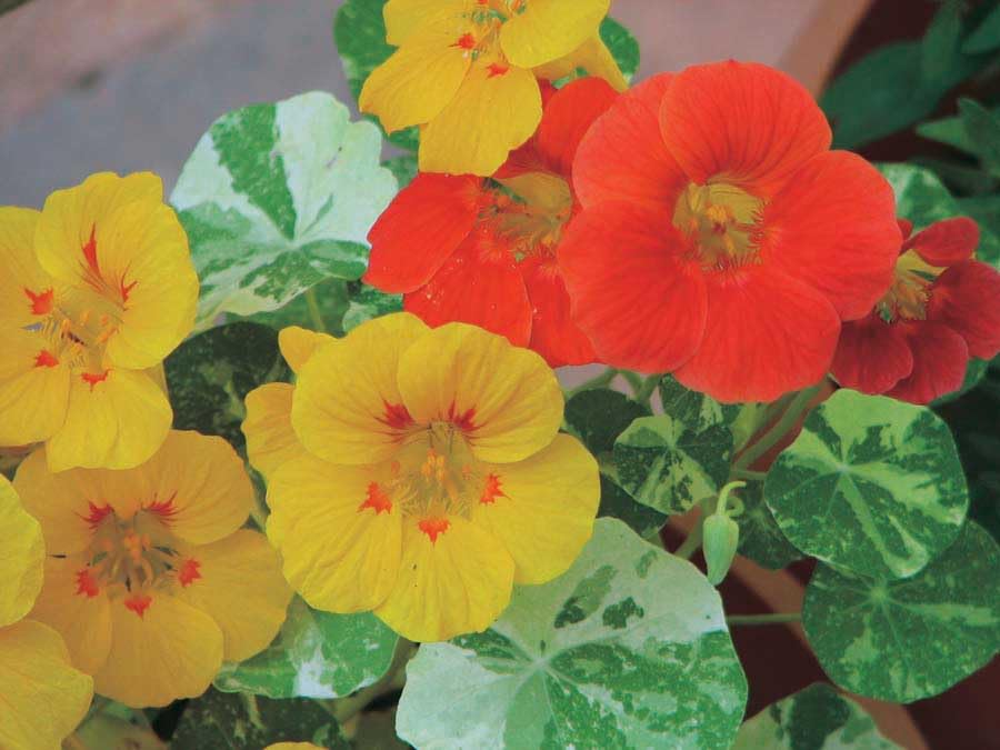 An image of the plant grown with seed for Alaska Mix Nasturtium Seeds - Ornamental Creamy-White & Green Foliage, Ideal for Rock Gardens, Baskets, and Window Boxes, Full Sun or Partial Shade Tolerance