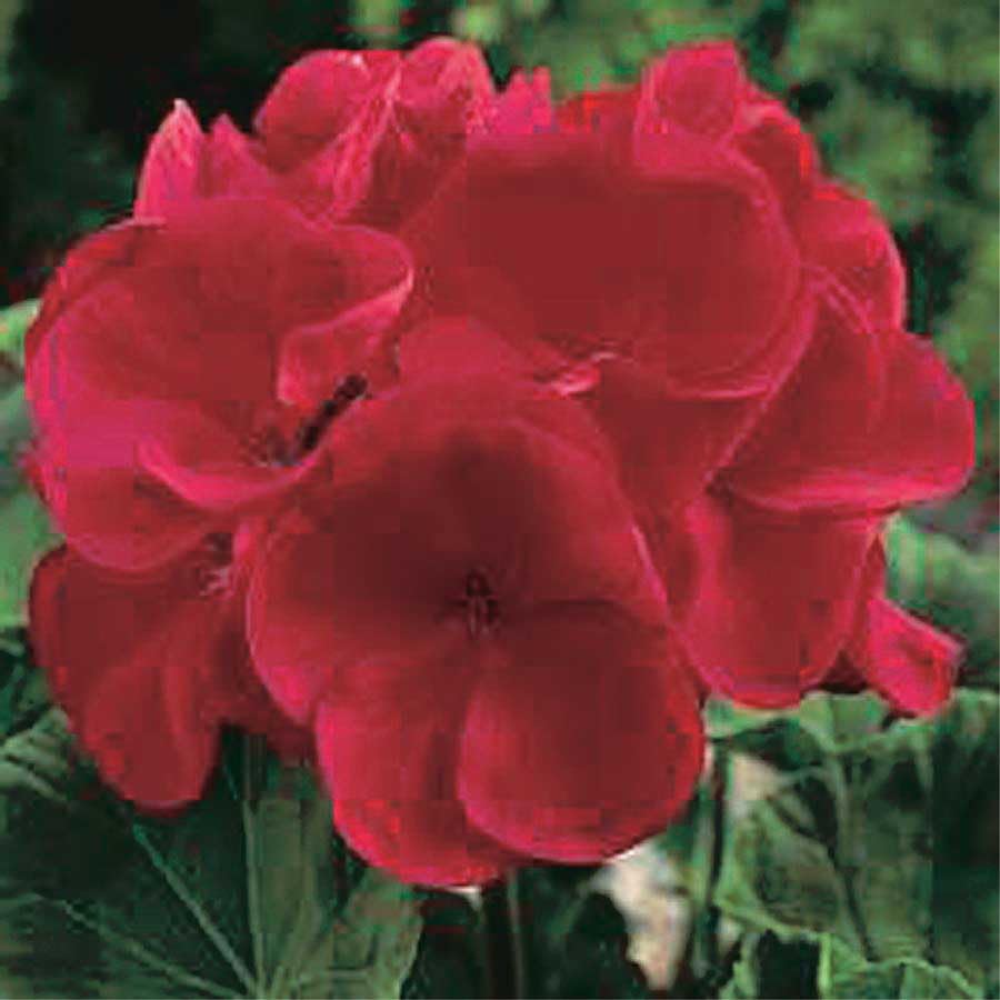 An image of the plant grown with seed for Maverick Red Geranium Seeds - Vibrant Large Blooms, Ideal for Flower Beds and Containers, Easy Germination
