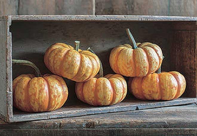 An image of the plant grown with seed for Spark Hybrid Pumpkin Seeds - Striking Flattened Shape with Deep Orange Stripes, Ideal for Festive Decorations, Robust Growth, Non-Edible