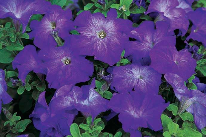 An image of the plant grown with seed for Exquisite Petunia Blue Morn Seeds - Unique Blue Blossoms with Silver Throat, Ideal for Containers & Hanging Baskets, Long-Lasting Blooms from Spring to Frost, Non-GMO