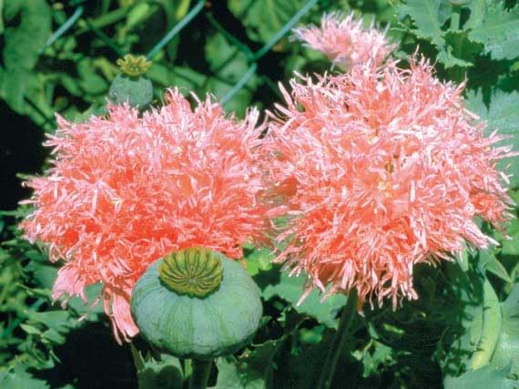 An image of the plant grown with seed for Heirloom Poppy Seeds - Vibrant Blooms & Tasty Culinary Seeds, Ideal for Ornamental Gardens and Home Baking, Non-GMO
