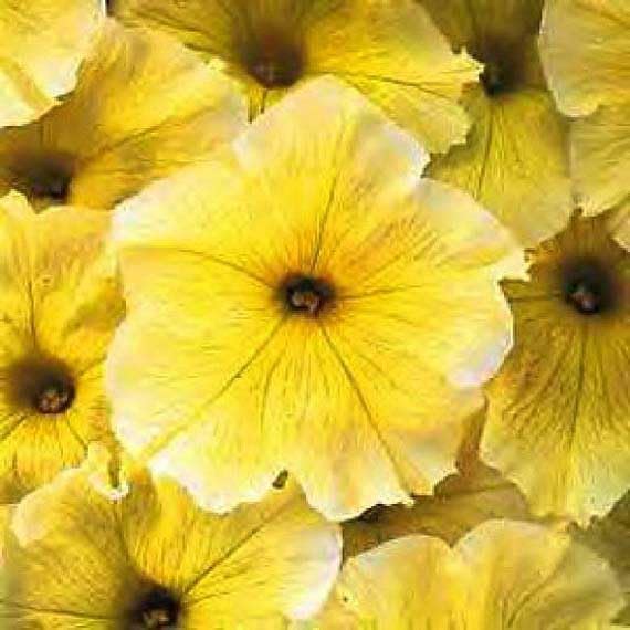 An image of the plant grown with seed for Petunia E.W. Yellow Seeds - Compact Growth, Vibrant Yellow Blossoms, Ideal for Containers and Small Gardens, Non-GMO