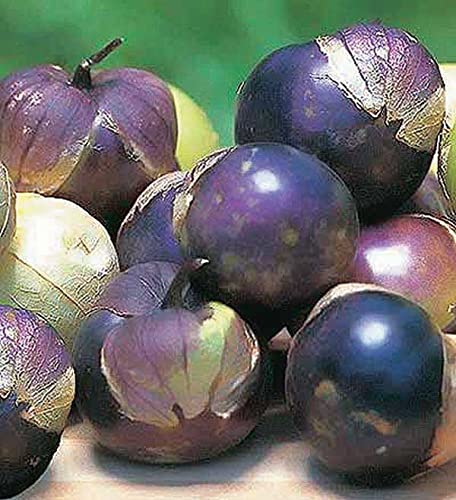 An image of the plant grown with seed for Heirloom Purple Tomatillo Seeds - Sweet-Tart Flavor with Citrus Notes, Perfect for Salsas and Preserves, Non-GMO, Unique Purple Hue