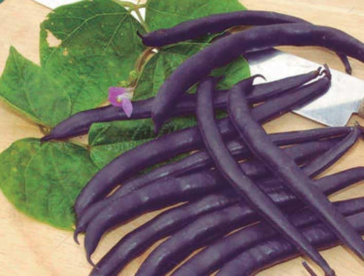 An image of the plant grown with seed for Purple Royalty Bean Seeds - Vibrant Purple Pods, Rich Flavor, Stringless Enjoyment, Perfect for Cooler Climates, Non-GMO