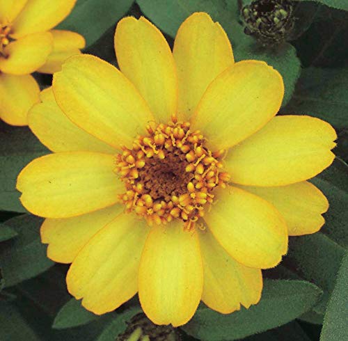 An image of the plant grown with seed for Zinnia Zahara Yellow Seeds - Drought Resistant, Vibrant Yellow Blooms, Mid-Sized Plants for Container Gardens, Flower Beds & Borders, Non-GMO