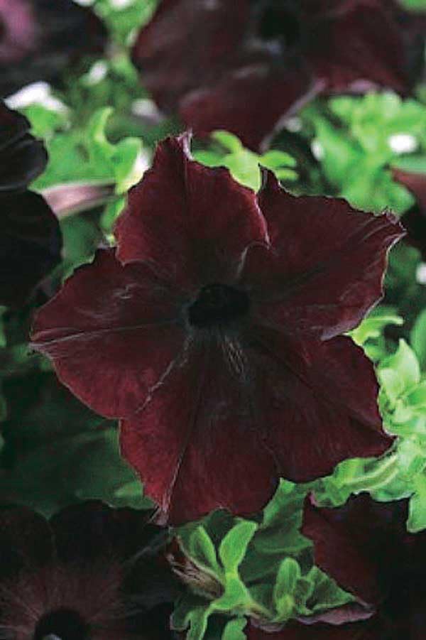 An image of the plant grown with seed for Exotic Petunia BlackBerry Seeds - Large Blooms, Unique Color, Ideal for Pots & Baskets, Perfect for Elegant Gardens, Hardy & Versatile
