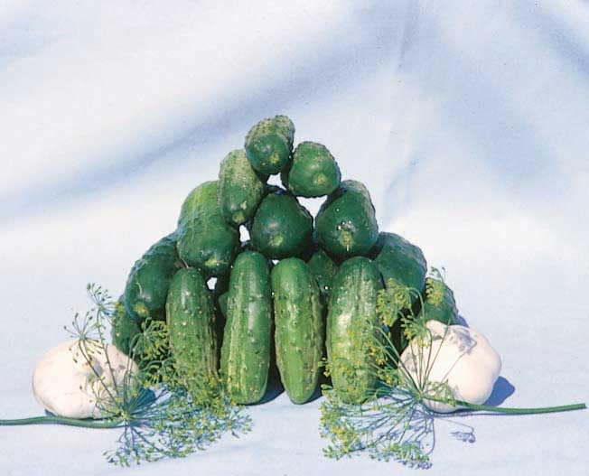 An image of the plant grown with seed for National Pickling Cucumber Seeds - Perfect for Crisp Pickles, Vigorous Vines, Excellent Flavor, Heirloom Variety, Non-GMO
