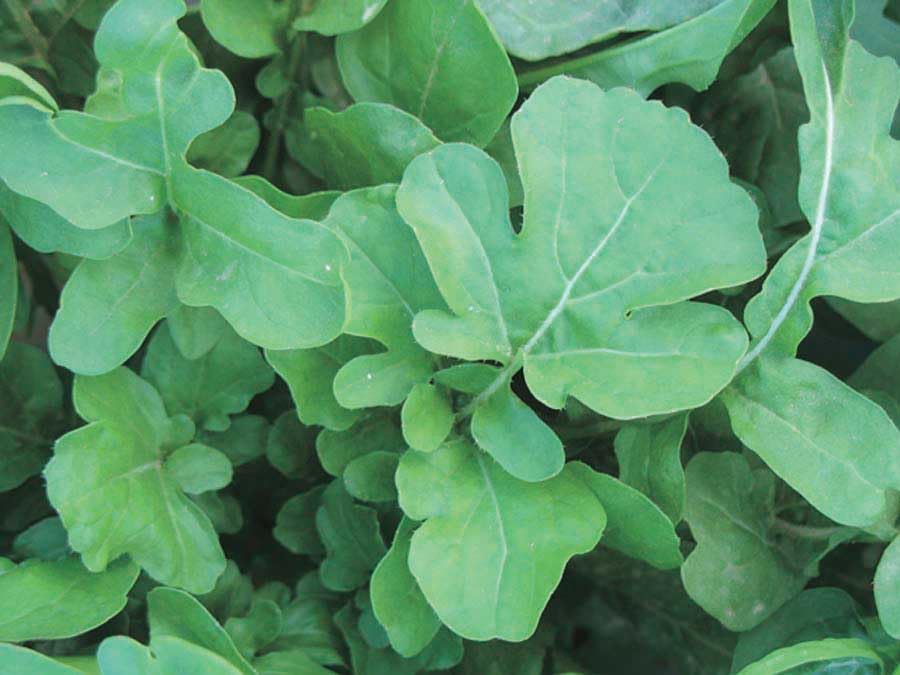 An image of the plant grown with seed for Arugula Lettuce Seeds - Robust Peppery-Sweet Flavor, Thrives in Full Sun and Average Soil, Ideal for Continuous Summer Harvests, Also Known as 'Roquette'