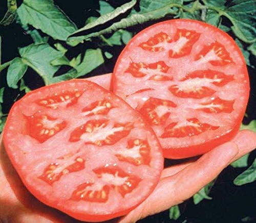 An image of the plant grown with seed for Better Boy Hybrid Tomato Seeds - Large, Juicy 1lb Fruits, Most Popular in North America, Ideal for Fresh Eating and Cooking