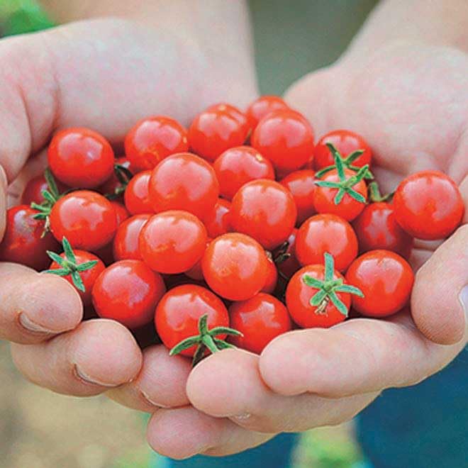 An image of the plant grown with seed for Candyland Red Hybrid Tomato Seeds - Award-Winning Currant-Type, Sweet Dark Red Fruit, Ideal for Fresh Eating, High Yielding, Easy to Harvest