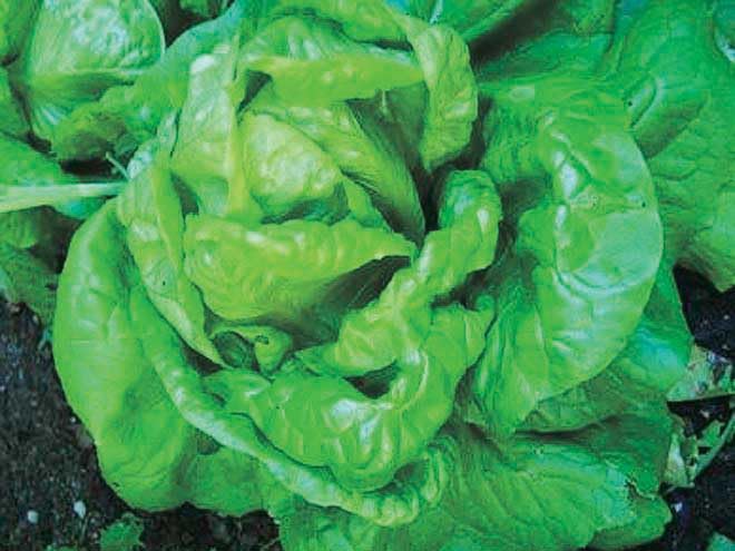 An image of the plant grown with seed for Buttercrunch Lettuce Seeds - Crunchy & Tender Leaves, Perfect for Fresh Salads, Heat Tolerant, Non-GMO, Ideal for Home Gardens and Containers